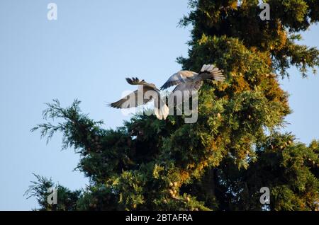 Ein Paar Halstauben ( Streptopelia decaocto ), die in der Luft in Evros Griechenland kämpfen Stockfoto