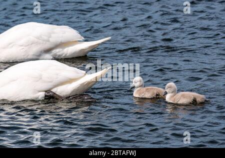 East Lothian, Schottland, Großbritannien, 24. Mai 2020. UK Wetter: Einwöchige alte Cygnets folgen stummen Schwanenaltern in einem Stausee in der Sonne Stockfoto