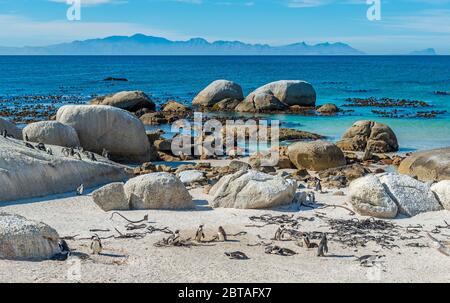 Kolonie afrikanischer Pinguine (Spheniscus demersus), bekannt als Kappinguin, und südafrikanischer Pinguin am Boulder Beach in der Nähe von Kapstadt, Südafrika. Stockfoto