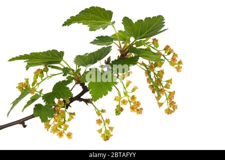 Zweig der roten Johannisbeere mit Blüten isoliert auf weißem Hintergrund Stockfoto