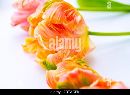Bunte rosa Lachs Papagei Tulpen auf weißem Hintergrund kopieren Raum floral Konzept Stockfoto