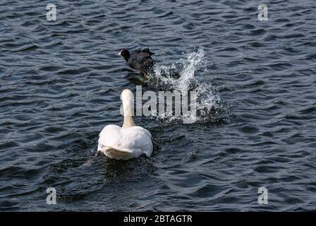 East Lothian, Schottland, Großbritannien, 24. Mai 2020. UK Wetter: Ein weiblicher Schwan scheut einen Ruß ab, um ihre Zygnette zu schützen Stockfoto