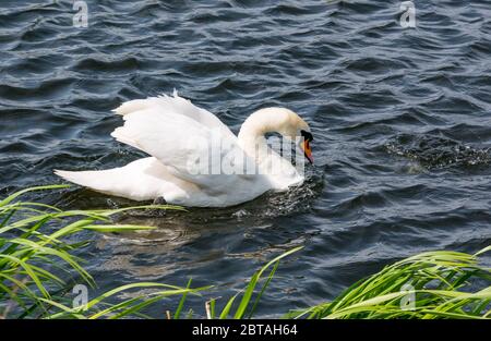 East Lothian, Schottland, Großbritannien, 24. Mai 2020. UK Wetter: Ein weiblicher Schwan scheut einen Ruß ab, um ihre Zygnette zu schützen Stockfoto