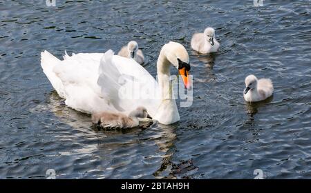 East Lothian, Schottland, Großbritannien, 24. Mai 2020. UK Wetter: Vier einwöchige alte Cygnets lernen von stummen Schwaneneltern in einem Reservoir bei Sonnenschein Stockfoto