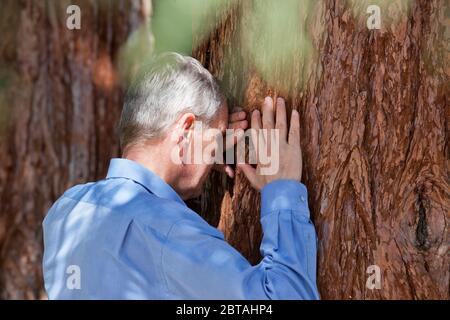 Senior Geschäftsmann lehnt sich an einen Baumstamm einer Sequia - selektive Fokus auf den Kopf Stockfoto