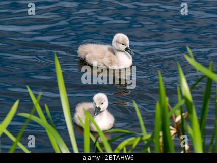 East Lothian, Schottland, Großbritannien, 24. Mai 2020. UK Wetter: Nahaufnahme von zwei einwöchigen alten Cygnet, die in einem Stausee schwimmen Stockfoto