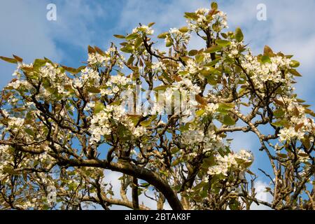 Pyrus pyrifolia (chinesische Birne). Weiße Blüte im Frühling mit neuen Blättern gegen blauen Himmel mit hellem Wolkenhintergrund. Stockfoto