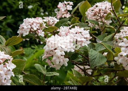 Nahaufnahme von cremeweißen/hellrosa Viburnum x juddii Blüten auf Zweigen von dunkelgrünen Blättern. Verschwommene Blätter, Blüten und dunkle Hecke im Hintergrund. Stockfoto