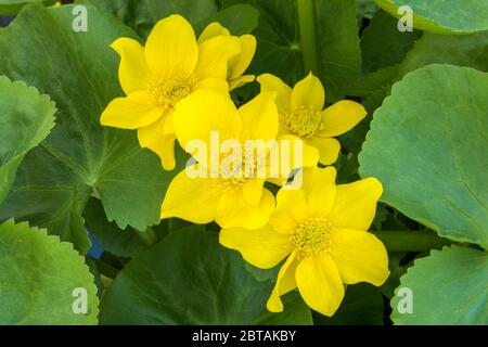 Nahaufnahme Gruppe von gelben Marsh Marigold, Caltha palustris, Blumen hinterlegt und umgeben von großen grünen Blättern. Stockfoto