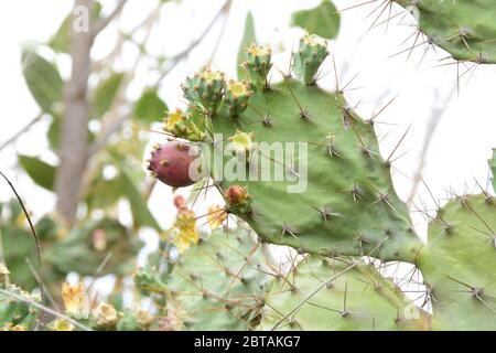 Blick auf die Blumen und Blätter eines dornigen Kaktus Im Dschungel von Rajasthan Stockfoto