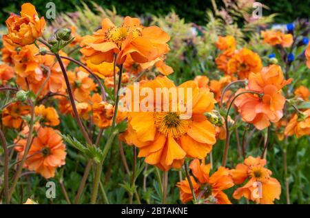 Nahaufnahme der orangefarbenen Geum 'Fireball' Blüte in krautigen Garten Grenze. Verschwommene Blumen und grünes Laub im Hintergrund. Stockfoto