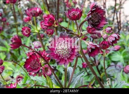 Nahaufnahme von purpurrot rot Astrantia Major 'Gill Richardson', Masterwort. Rote, grüne, lila Blüten, mit verschwommenen Blüten und Laub im Hintergrund. Stockfoto