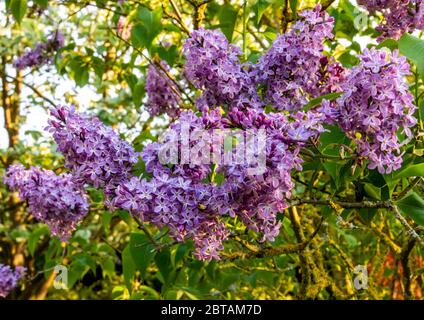 Gruppe von Lavendel lila Blüten von Flieder 'Katherine Havemeyer' mit vergrabenen Blättern im Hintergrund und Äste mit Moos und Flechten bedeckt. Stockfoto