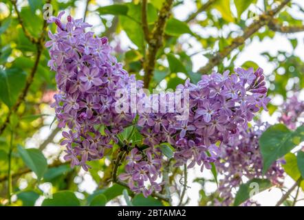 Lavendel-lila Blüten von Lilac, Syringa 'Katherine Havemeyer' mit hellem Hintergrund von verschwommenen Blättern und Ästen mit Moos und Flechten bedeckt. Stockfoto