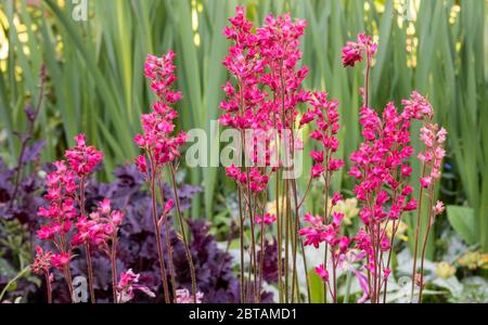 Spitzen von roten Blüten von Alaumwurzel, Heuchera 'Firebird', in Cottage Garten Grenze. Hintergrund verschwommener Iris Blätter und dunkelviolett Blätter. Stockfoto