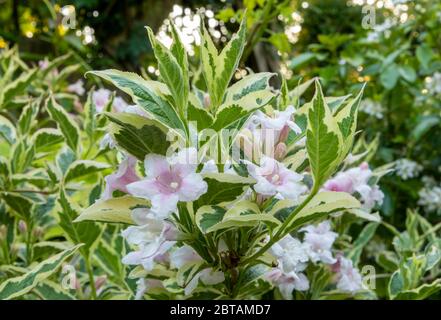 Nahaufnahme von weißen und rosa Weigela 'Florida Variegata' Blüten mit grünen und gelben Blätter. Verschwommene Blüten und Blätter im Hintergrund. Stockfoto