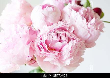 Schließen Sie glatte rosa Blütenblätter Pfingstrosen Blüten. Hintergrund. Stockfoto