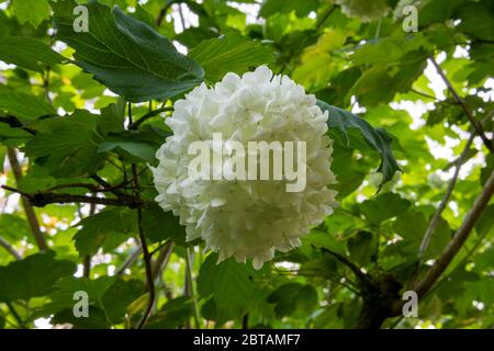 Einzelne große weiße runde Blume des Strauches Viburnum opulus 'roseum', Schneeballbaum. Hintergrund von grünem Laub und Ästen. Stockfoto