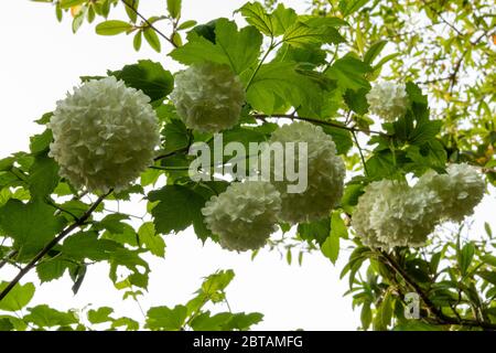 Zweig des großen Strauches Viburnum opulus 'roseum', Schneeballbaum, mit großen, weißen, kugelförmigen, Blumen und grünem Laub, hinterleuchtet gegen flachen Himmel. Stockfoto