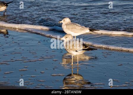 Zwei Ringelmöwen mit ihren Reflexen im Atlantischen Ozean Wasser in Myrtle Beach South Carolina. Stockfoto