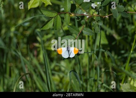 Männliche orange Spitze Schmetterling (Anthocharis Cardamines) Stockfoto
