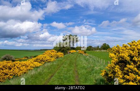 DAVA WAY FERNWANDERWEG MORAY SCHOTTLAND BANKS OFYELLOW BLUMEN VON GORSE ULEX IM FRÜHLING ENTLANG DER WANDERUNG UND EINEM BLAUEN HIMMEL Stockfoto