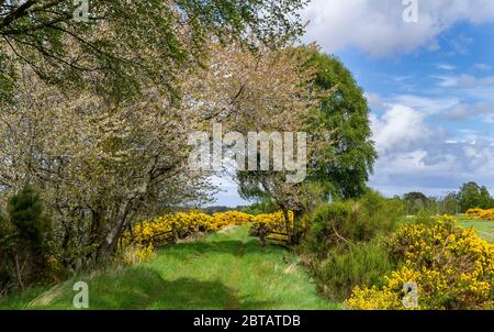 DAVA WAY FERNWANDERWEG MORAY SCHOTTLAND KIRSCHBAUMBLÜTE UND UFER OFYELLOW BLUMEN VON GORSE ULEX IM FRÜHLING ENTLANG DER WANDERUNG Stockfoto