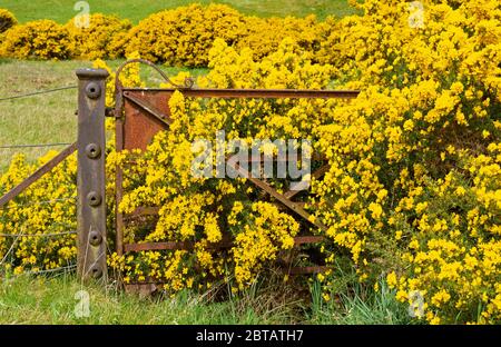 DAVA WAY FERNWANDERWEG MORAY SCHOTTLAND ROSTIG ALTES TOR AUS TAGEN DER ZÜGE MIT GELBEN BLUMEN VON GORSE ULEX BEDECKT Stockfoto