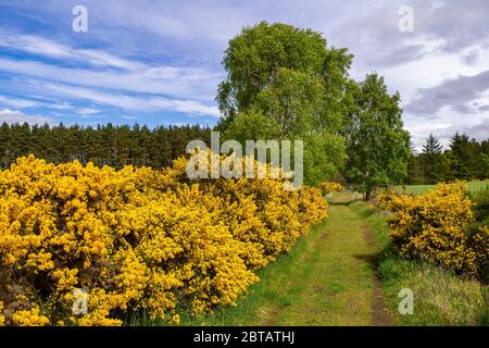 DAVA WAY FERNWANDERWEG MORAY SCHOTTLAND GELBE BLÜTEN VON GORSE ULEX IM FRÜHJAHR UND BIRKEN IM BLATT ENTLANG DER WANDERUNG Stockfoto