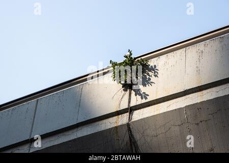 Chinesischer Banyan Baum wächst auf der Überführung Stockfoto