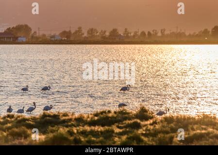 Flamingos bei Sonnenuntergang im Naturpark Ebro Delta, Tarragona, Katalonien, Spanien. Platz für Text kopieren Stockfoto