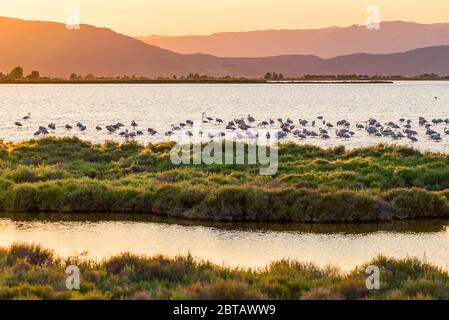 Flamingos bei Sonnenuntergang im Naturpark Ebro Delta, Tarragona, Katalonien, Spanien. Platz für Text kopieren Stockfoto