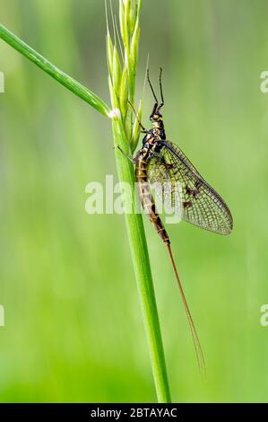 Erwachsene Mayfly, Ephemera danica, auf einem Grashalm ruhend Stockfoto