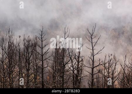 Waldbrand im Sommer im Nationalpark Sierra de Guadarrama, zwischen Madrid und Segovia. Spanien. Einsame Landschaft, wo grüne Farne sprießen Stockfoto