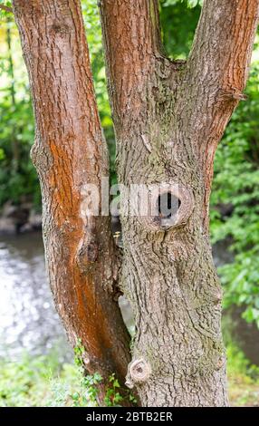 Baumhohl. Versteck für Vögel und kleine Säugetiere. Verbranntes Loch im Baum. Wildtiere. Baum über dem Fluss. Stockfoto