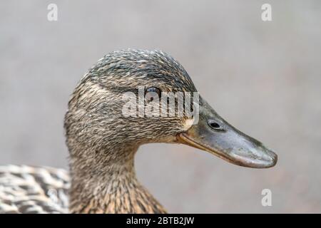 Stockenten-Henne Nahaufnahme Porträt Stockfoto
