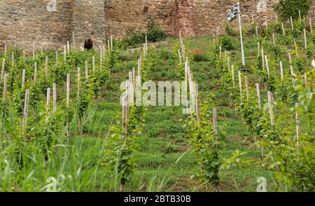 Ein kleiner Weinberg am Hang unterhalb der Burg. Junge Traubensträucher. Weinproduktion. Süddeutschland. Junge Triebe und Blätter. Stockfoto