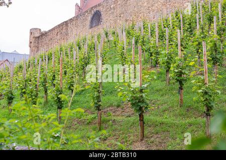Ein kleiner Weinberg am Hang unterhalb der Burg. Junge Traubensträucher. Weinproduktion. Süddeutschland. Junge Triebe und Blätter. Stockfoto