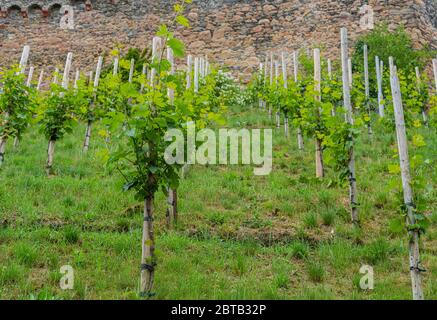 Ein kleiner Weinberg am Hang unterhalb der Burg. Junge Traubensträucher. Weinproduktion. Süddeutschland. Junge Triebe und Blätter. Stockfoto