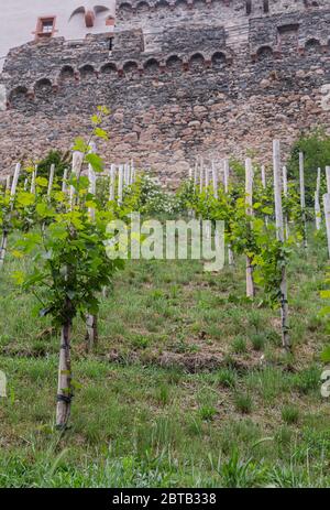 Ein kleiner Weinberg am Hang unterhalb der Burg. Junge Traubensträucher. Weinproduktion. Süddeutschland. Junge Triebe und Blätter. Stockfoto