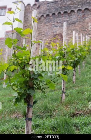 Ein kleiner Weinberg am Hang unterhalb der Burg. Junge Traubensträucher. Weinproduktion. Süddeutschland. Junge Triebe und Blätter. Stockfoto
