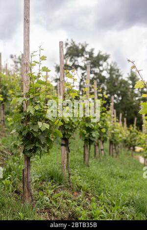 Ein kleiner Weinberg am Hang unterhalb der Burg. Junge Traubensträucher. Weinproduktion. Süddeutschland. Junge Triebe und Blätter. Stockfoto