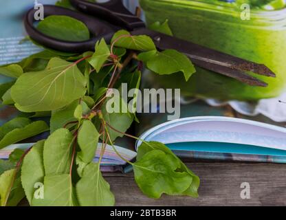 Gartenschere, Buch und Grünzweig auf rustikalem Hintergrund. Gartenarbeit. Stockfoto