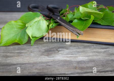 Gartenschere, Buch und Grünzweig auf rustikalem Hintergrund. Gartenarbeit. Freier Speicherplatz. Stockfoto