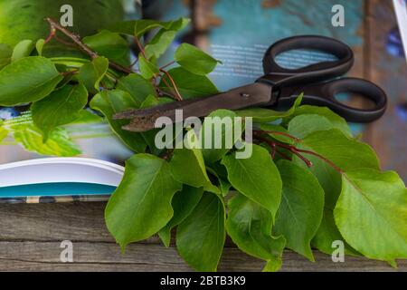 Gartenschere, Buch und Grünzweig auf rustikalem Hintergrund. Gartenarbeit. Stockfoto