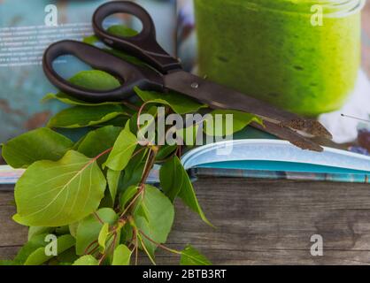 Gartenschere, Buch und Grünzweig auf rustikalem Hintergrund. Gartenarbeit. Stockfoto