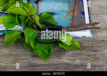 Gartenschere, Buch und Grünzweig auf rustikalem Hintergrund. Gartenarbeit. Stockfoto