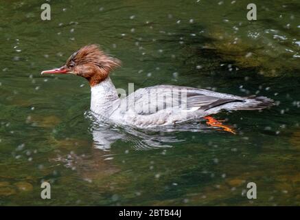 Schwanenhündin ( Mergus Merganser) beim Schwimmen im Fluss Almond, West Lothian, Schottland. Stockfoto