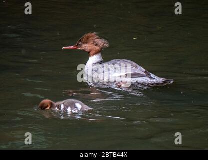 Schwanenhündin ( Mergus Merganser) mit Entlein im Fluss Almond, West Lothian, Schottland. Stockfoto