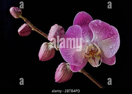 Toronto, Ontario / Kanada - 12. April 2018: Orchidee mit Wassertropfen auf dem Pedal Stockfoto